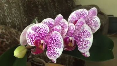 Орхидея фаленопсис Pandora,первое домашнее цветение от 16 февраля2022 года  - YouTube