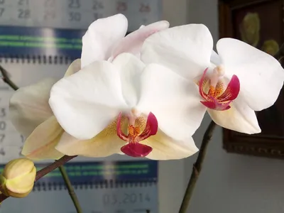 Макрос фаленопсиса „Пандоры „цветка орхидеи ветви белого, Стоковое  Изображение - изображение насчитывающей роса, лилия: 143641481
