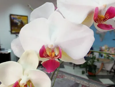 Серьги-пусеты Орхидея PANDORA 5265371 купить в интернет-магазине Wildberries