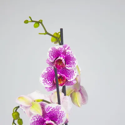 Орхидея фаленопсис пандора купить в интернет-магазине