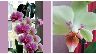 Пандора Орхидея малиновая, серебро эмаль, цена 840 грн — Prom.ua  (ID#553064587)