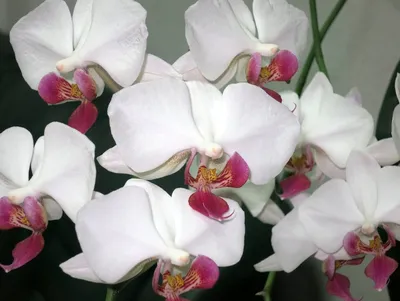 Купить орхидею в интернет-магазине