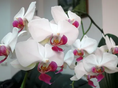 Шарм-подвеска Pandora Белая Орхидея № 791554EN12 - «Белая прелестная  нежность и ее копия» | отзывы