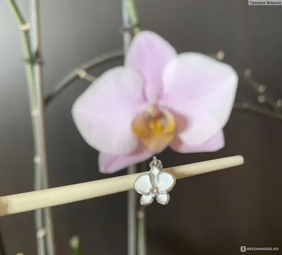 Орхидея Phalaenopsis 'Pandora' 23.03.15 - Альбомы - www.TVplaneta.ru -  форумы