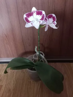 Орхидея Phalaenopsis OX Red Sesame (отцвел)