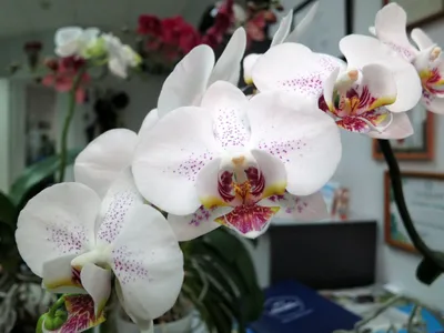 Орхидея Phalaenopsis 'Pandora' 10.01.17 - Альбомы - www.TVplaneta.ru -  форумы