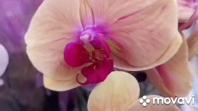 New Authentic Pandora Enamel Orchid Flower Dangle Silver S925 ALE Charm  791554: купить с доставкой из США, цена 3 258 руб - (374041893114)