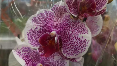 Pandora, Pretty Romance, Cassie и другие орхидеи с названиями в магазине  Бауцентр г. Омск. - YouTube