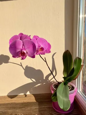 Орхидея 'Pasadena' домашняя: 350 грн. - Комнатные растения Александрия на  Olx