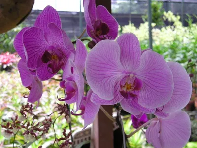 Орхидея пасадена - 32 фото