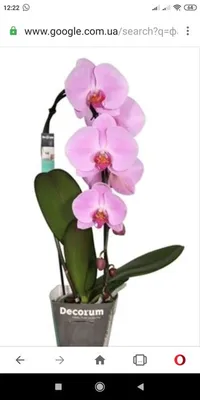 Орхидея пасадена фото