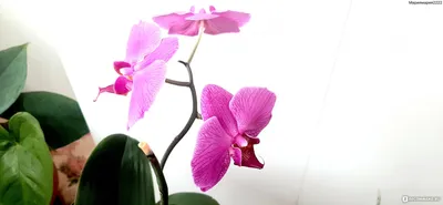 Орхидея Фаленопсис - «🌸Райский сад на подоконнике снежной и холодной  зимой. Мои 3 орхидеи🌸» | отзывы