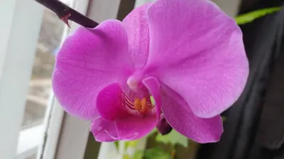 Пересадка орхидеи Pasadena после цветения. Показываю результаты пересадки  через месяц - YouTube