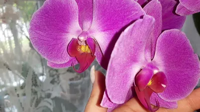 Орхидея Flash Dance - знатная цветунья. Бывший пелорик цветёт простыми  цветами. - YouTube
