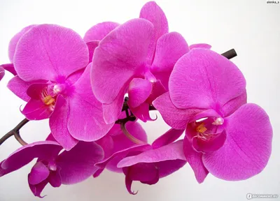 Орхидея пасадена - 32 фото