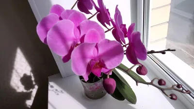Вечно цветущая орхидея Самая простая и самая благодарная орхидея - YouTube