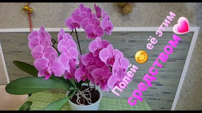 Пышное цветение орхидеи Пасадена. Композиция \"Слон и Моська\" #фаленопсис -  YouTube