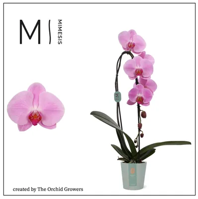 Phalaenopsis Pink Naomi Flow Cascade | Phalaenopsis | Phalaenopsis |  Цветущие комнатные орхидеи | Цветущие комнатные растения | Комнатные  растения | All products | OZ Planten