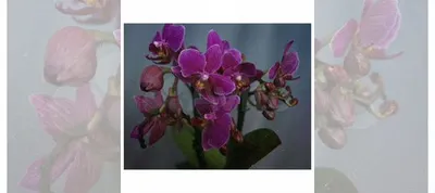Орхидея фаленопсис-мутант Pasadena (Пасадена) купить в Перми | Товары для  дома и дачи | Авито