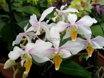 Фаленопсис Интермедия (Phalaenopsis x intermedia) Тайвань — купить в  интернет-магазине Ангелок