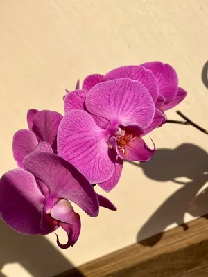 Орхидея 'Pasadena' домашняя: 350 грн. - Комнатные растения Александрия на  Olx