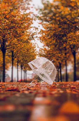 Осенние пейзажи 2016 | FotoRelax