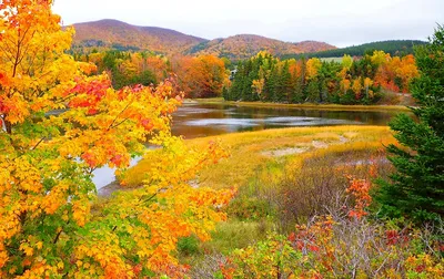 Осенние пейзажи с цветными деревьями, отраженными в реке, Арборетум  Олександрия, Била Церква, Украина Стоковое Фото - изображение насчитывающей  мирно, изображение: 158337082