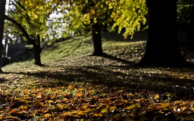 Обои Осенний лес деревья, желтые листья, ветки, солнечный свет 2560x1600 HD  Изображение