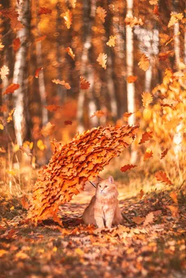 Осенний кот. Фотограф Мазурева Анастасия