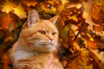 Осенний кот (53 лучших фото)