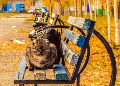 Осенний кот — конкурс \"Штрих-кот\" — Фотоконкурс.ру