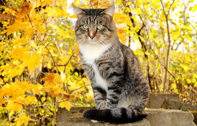 Обои осень, кошка, кот, листья, ветки, серый, листва, желтые, кирпичи,  сидит, полосатый, кленовые, котя, осенние, золотая осень картинки на  рабочий стол, раздел кошки - скачать