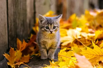 Осенние котики (61 лучших фото)