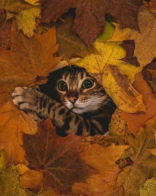 Осенний кот – Muz4in.Net - Блог Дяди Саши :) - PDA