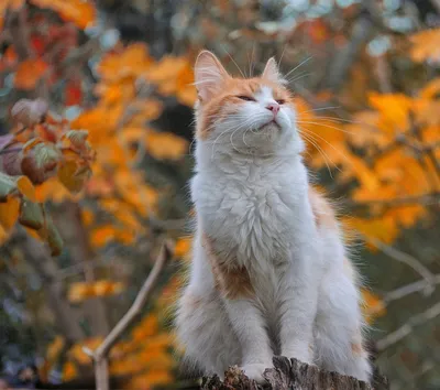 Осенний кот — @дневники: асоциальная сеть