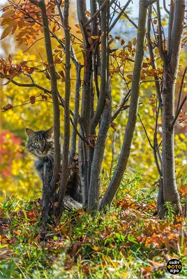 Природа Байкала | Осенний кот