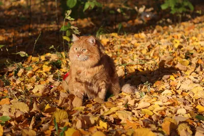 Осенний кот. | Пикабу