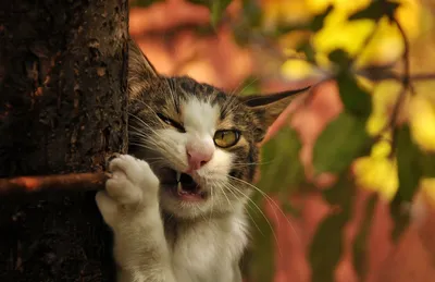 Осенний кот, точит когти, дерево | Обои для телефона