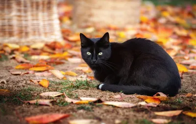 Обои осень, кошка, кот, взгляд, листья, природа, поза, фон, листва, черный,  черная, боке, осенние, осенняя картинки на рабочий стол, раздел кошки -  скачать