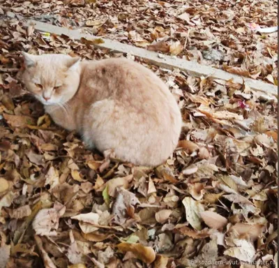 Фоторабота \"Осенний кот\" – купить на Ярмарке Мастеров – PJGH2RU |  Фотографии, Орск
