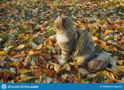Кошка в осенний солнечный день Стоковое Фото - изображение насчитывающей  листья, ангстрома: 163909460