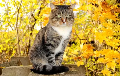 Коты осень (44 лучших фото)