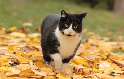 Обои кот, черно-белый, прогулка, осенние листья картинки на рабочий стол,  раздел кошки - скачать
