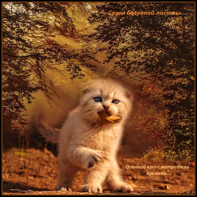 Осенний кот ~ Плейкасты ~ Beesona.Ru