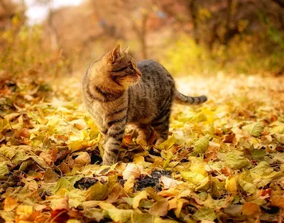Осень с котом (63 лучших фото)