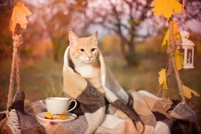Собирать пазлы онлайн - Осенний кот