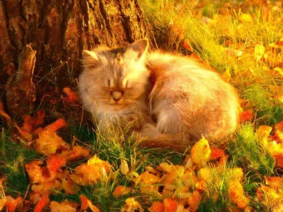 Осенний кот - фото и картинки: 45 штук
