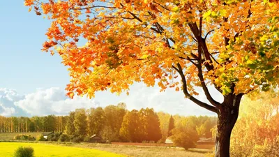 Осенний пейзаж, желтые листья, река, скачать обои осени 2560x1440 высокого  качества