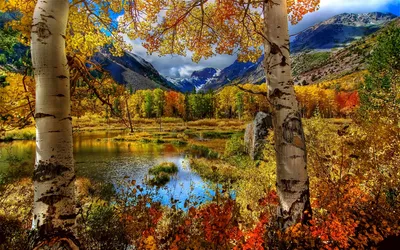 Красивые бесплатные новые фото осень, красота, озеро, природа, река, дерево высокого  качества на рабочий сто… | Autumn trees, Autumn scenery, Landscape art  painting