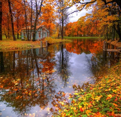 Картина По Номерам KHO2879 Осенний Пейзаж ©Сергей Лобач, 40x50см Идейка —  Купить Недорого на Bigl.ua (1759802794)